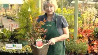 Drake's 7 Dees Garden Treasure Hunt: Disease resistant rose (Sedona)