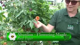 N&M Nursery - GardenPalooza Preview