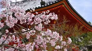 煉獄庭園 / 桜華