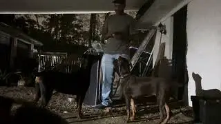 Trying to befriend European Doberman Working class dogs, peanuts and kindness