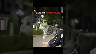 Cats strength is craziest💀🗿#cat #trollfaceedit