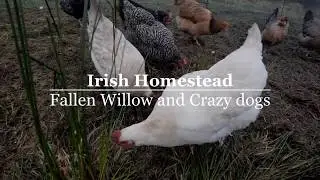 Fallen Willow and Crazy Dogs
