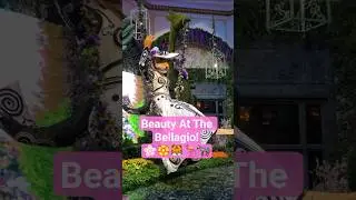 Bellagio Beauty!🌸🐯 @LasVegas #lasvegas #bellagioconservatory #bellagio #botanicalgarden #vegas