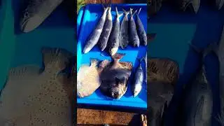 Amazing 😍 Fish 🐠🐟 #music #cat #lankan #musicsong #nature #sl #musicgenre #cute #ceylone #musicstyle