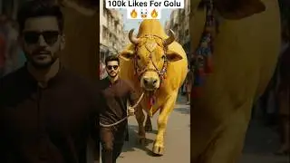 Golu Bull Heaviest Weight - Qurbani 2026 🔥🐮 @Dailyshorts436 #qurbani2026 #shorts #ytshorts