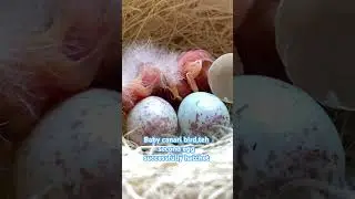#babybird #canary #shorts #breedingbirds #breeding
