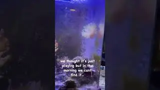 💔 TRAGIC Aquarium Accident: Bubble Tip Anemone vs. Filter | Important Warning for All Reef Keepers 🚨
