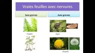 Plant classification CM1/CM2/6&deg;