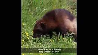 Do you know about Wolverine animals