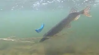 Sight flyfishing pike in Ultra clear river