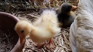 Desi ducks ke chicks nickel aie