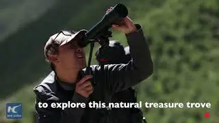 Wildlife watch in Tibetan plateau