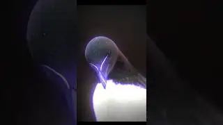 RAZORBILL #shorts #birds #aura