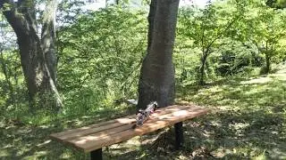 saxophone therapy in the forest NO20