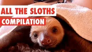All The Sloths Video Compilation 2016