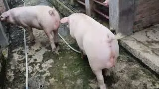 DIMOND GREEN PIG FARM VARANASI GHAZIPUR 9455967944
