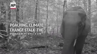 Poaching, climate change stalk the forest elephant