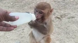 Hungry monkey feeding milk 🍼🤤