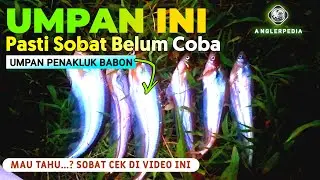 UMPAN MANCING IKAN LAIS PALING JITU | UMPAN 2022