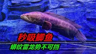 繼續欣賞8斤多的大黑魚，如何迅速解決小鯽魚，真的好快