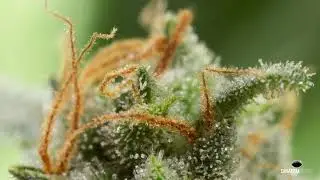 Dinamed CBD Autoflowering cannabis strain with high levels of CBD