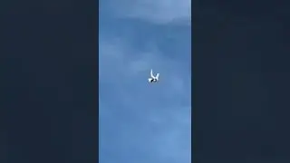 pigeon or rocket 🔥🚀 @indorepigeonlover