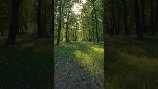 sunlit forest | cinematic morning ambience in 4k hdr