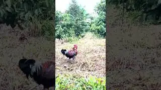 Wild chicken trap