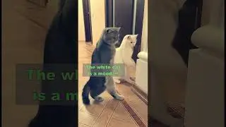 Funny cats performing a hip-hop dance routine to Ice Ice Baby by Vanilla Ice.