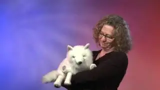 Folkmanis&reg; Arctic Fox Puppet Demo - Retired
