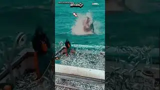 wow! Tuna mother gets angry when fishermen net children #movie #shark #animals