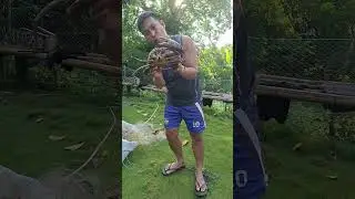Crab safety tutorial, paano manghuli at magtali ng alimango #crabhunting #mudcrabs #crabs