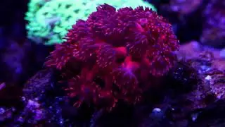 Reef Tank Feeding and Relaxation (Gunship)