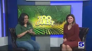 Zoo Guest: Cinderella the Egyptian Spiny Mouse