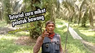 Cara mikat burung pelatuk bawang mudah.