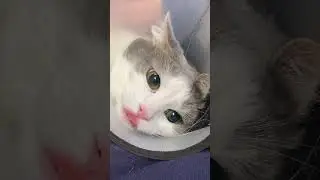 Лечение котика в СПб #ветеринар #cat #котик #кошка #животные #помощь #советы #kitten #помощьживотным