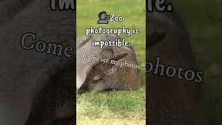 🗣️zoo photography is impossible. #photographer #2024 #photography #shorts #nature #zoophotography