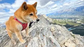 断崖の山頂に立った瞬間に狩猟犬の本能に目覚める柴犬【4K】