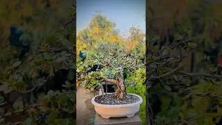 Bonsai collection #nature #bonsaitree #_shorts #trending #junbonsai