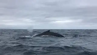 Humpback Whales - Ecuador July 2019