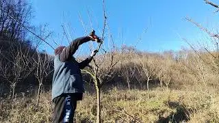 Tăierea la prun ,explicații detaliate 🫐✂️✅