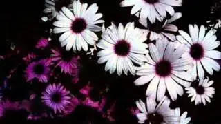 Shelleyan Orphan - Century Flower