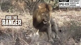 Majingilanes Take Over The Ximhungwe Lion Pride