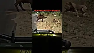 Lion vs Tiger🤯👑 #trending #shorts #animals #lion #tiger #buffalo #king #sigma