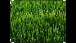 Touch grass dont be lazy