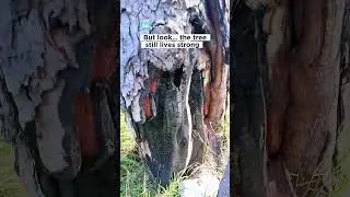 A Tree That Refuses to Die 🌳🔥 | Nature&rsquo;s Strength