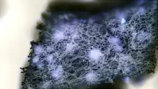 Revealing the Hidden Structure of Lichens