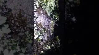 阿里山紋翅暮蟬3