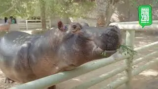 Memorable Hippo Feeding at Emirates Park Zoo , Abu Dhabi , UAE