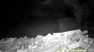 Metsnugis (Marten Marten)